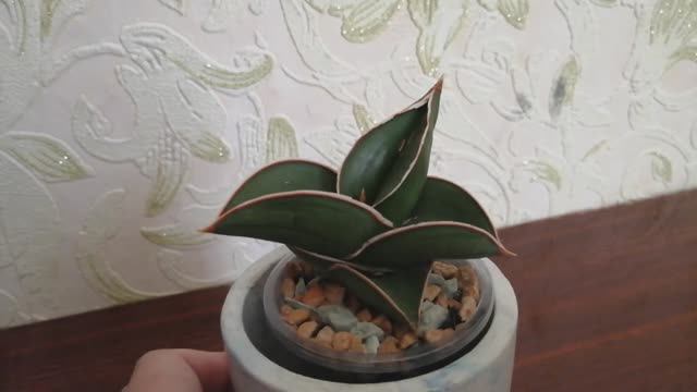 Сансевиерия Самурай