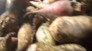 Кормовая свекла,хранение