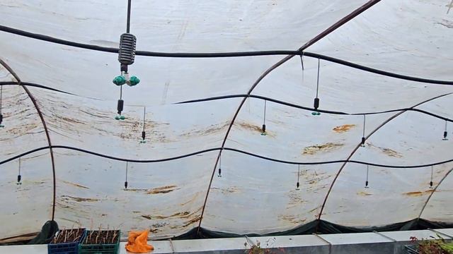 Черенкование лимона. Авокадо из косточки. Ананас вырос из верхней части плода. смотреть онлайн