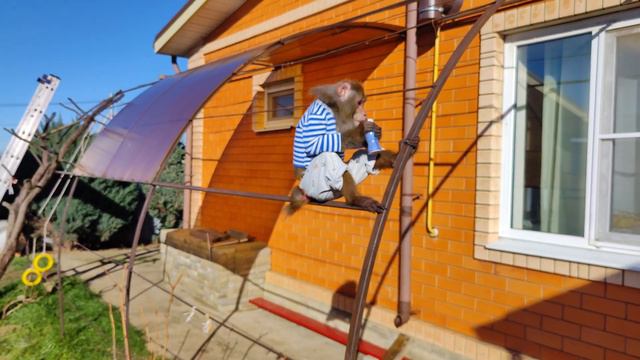 Гоша,зимой в хорошую погоду,за вкусняшками 🍓🍐🍏🍇😘🐒👍 смотреть онлайн