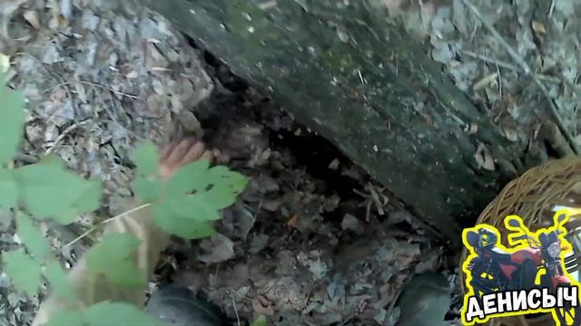 Сбор груздей!! Нашли много! ЭТО жесть!! смотреть онлайн