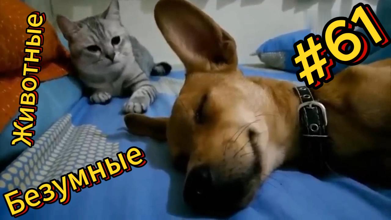 ДО СЛЁЗ ? подборка безумных животных | Смешные видео - Лучшие ПРИКОЛЫ 61 смотреть онлайн