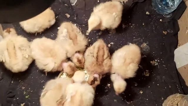 Как ухаживать за цыплятами смотреть онлайн