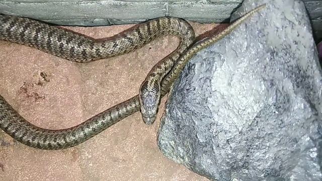 Содержание и уход за змеями. Чем и как кормить. смотреть онлайн