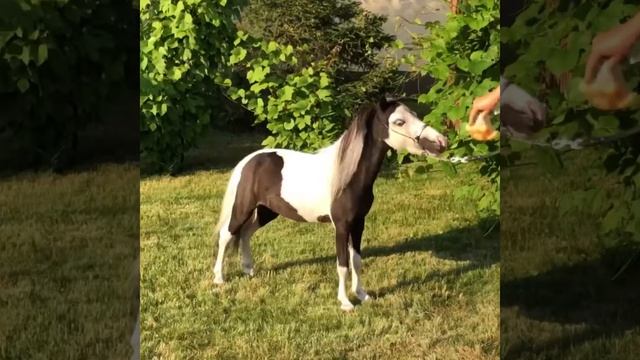 Продан американская миниатюрная лошадка мини-люкс смотреть онлайн