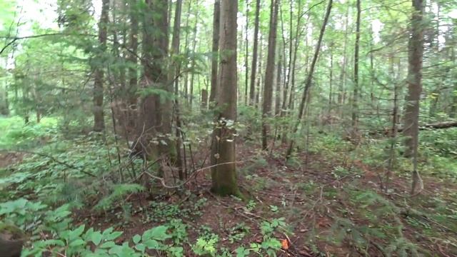 Снова по грибы. Много лисичек! 24 июля 2019 (1) смотреть онлайн