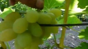 Сорт винограда Августин/