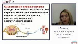 Строение и функции вегетативной и соматической нервной системы