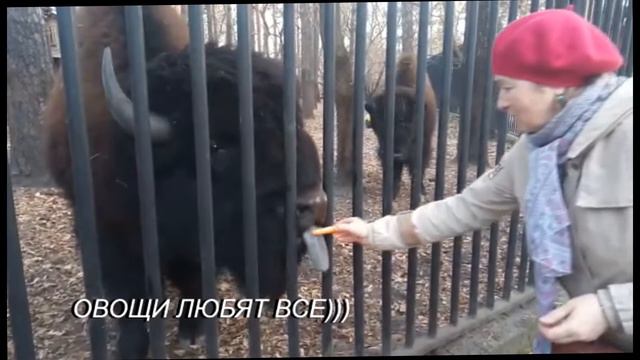 СПОКОЙНЫЙ КАК УДАВ