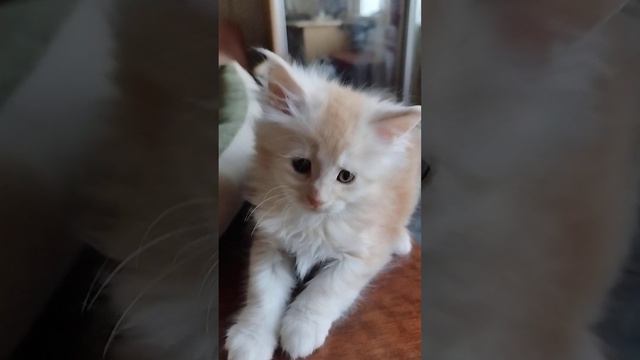 Котёнок породы мейн-кун, очень эффектного окраса рыжее серебро, в предложении!!! смотреть онлайн