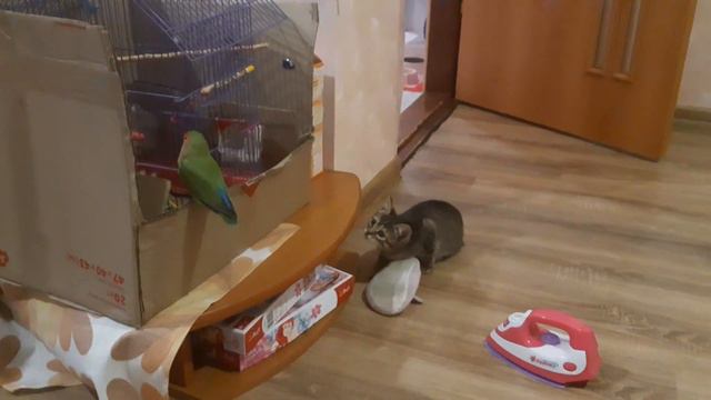 Попугай Филя против кошки Марты (СРАЖЕНИЕ ВЕКА)