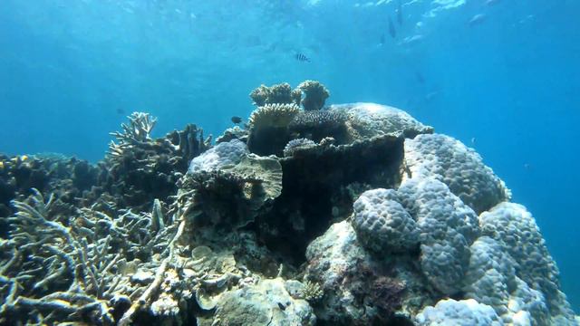 Scuba Diving and Snorkeling on Queensland Australia's Great Barrier Reef (2019) смотреть онлайн