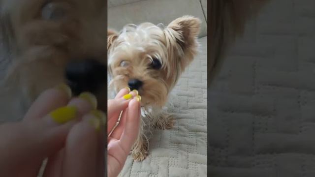 лпьтчталалао смотреть онлайн