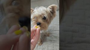 лпьтчталалао