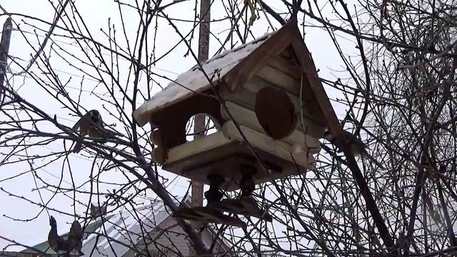 Природа Сибири. Синички прилетели./ The nature of Siberian Titmouse flew смотреть онлайн