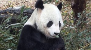 Forest Animals Video for Kids - Children Learn Forest Animal Sounds and Names | Kiddopedia