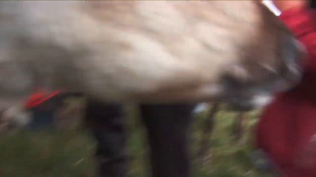 Travel With Kids Scotland - Exploring The 205 Scotland Highlands With Kids - Full Episode