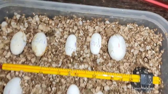 Яйца ресничатых бананоедов.Различия размера яйца в начале и в конце инкубации смотреть онлайн