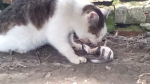 Ласка и кошка