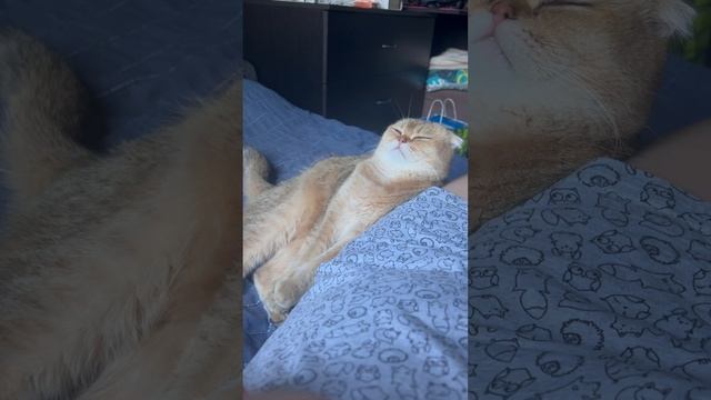 Когда больше не можешь бороться со сном ??. #золотаяшиншилла #коты #смешныекоты смотреть онлайн