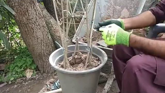How to make Hibiscus plants grill in home. смотреть онлайн