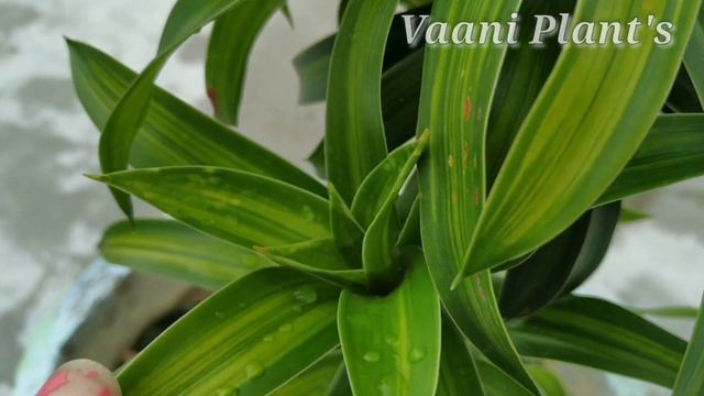 Care Of Indoor Plant's// Song Of India //    Indoor And Outdoor Plant's// Vaani Plant's//