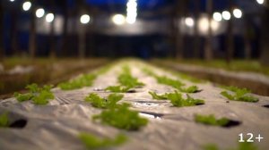 Выращивание лука на перо круглый год как бизнес идея