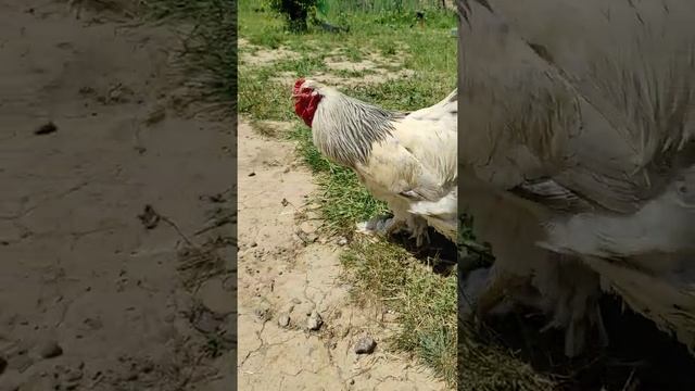 Светло - голубая брама смотреть онлайн