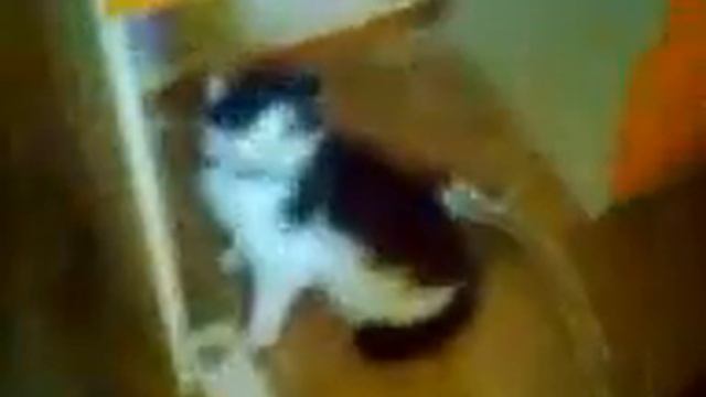 Собака надоедает коту смотреть онлайн