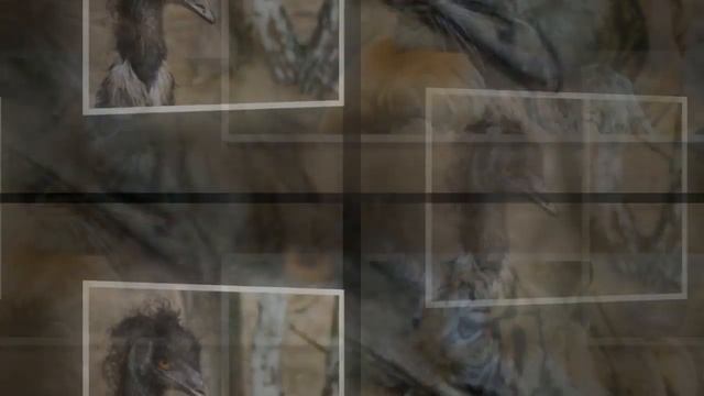 10 Карликовых животных Интересные факты смотреть онлайн