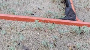 Выращивание кипариса из семян