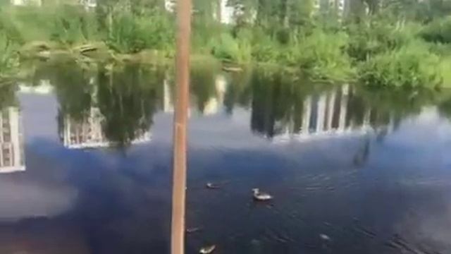Откачивают воду из пруда смотреть онлайн