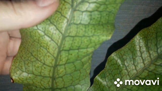 КОМНАТНЫЕ РАСТЕНИЯ(ЦВЕТЫ).ПОСЫЛКА С ПАПОРОТНИКОМ. смотреть онлайн