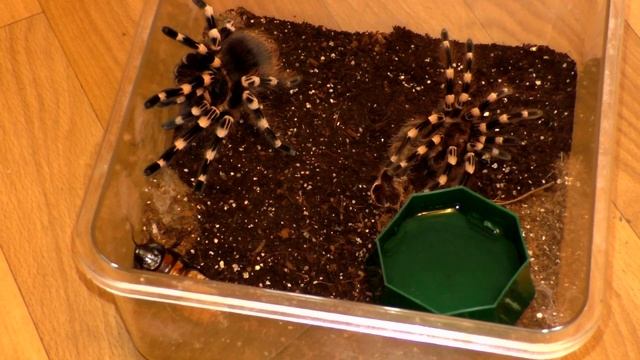 Геникулята после майской линьки/Acanthoscurria geniculata смотреть онлайн