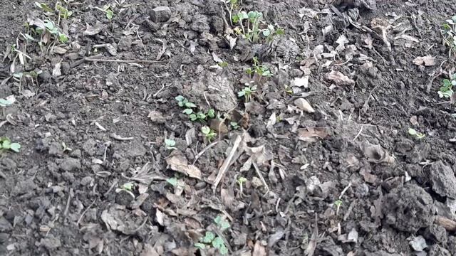 Забудьте про навоз. После этого земля будет мягкой как пух. Внесите по весне. смотреть онлайн