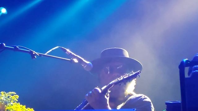 Фикус религиозный. БГ+, Аликанте, 02.12.2022 смотреть онлайн