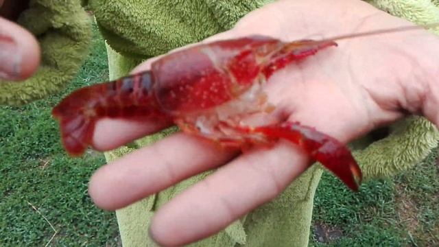 #Аквариум#Аквариумный|рак#.Рак|сбросил|свой|парцирь#.