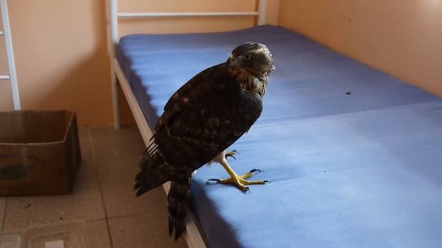 Как мы спасли дикого сокола смотреть онлайн