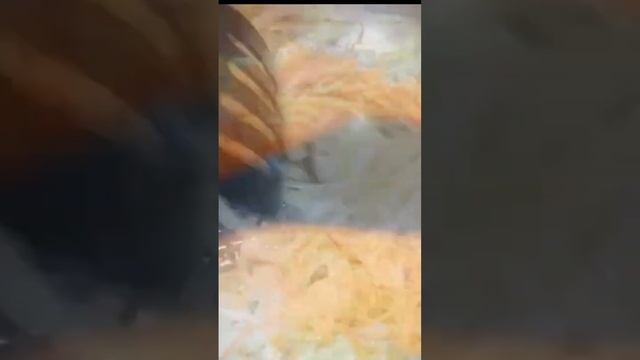 ?Очень нежный и приятный рыбный суп.#shots