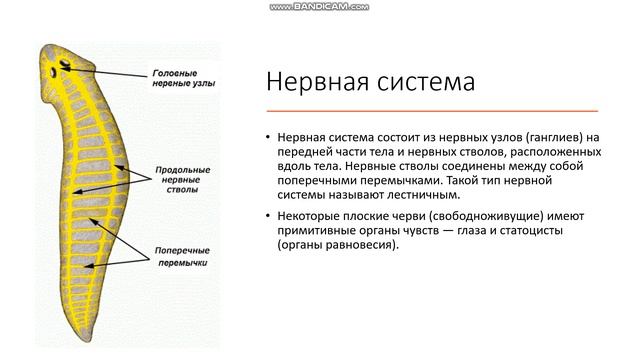 7 класс Тип Плоские черви Общая характеристика плоских червей смотреть онлайн