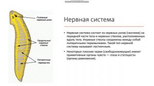 7 класс Тип Плоские черви Общая характеристика плоских червей