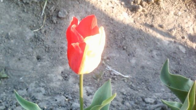 ЦВЕТЫ В СИБИРИ смотреть онлайн