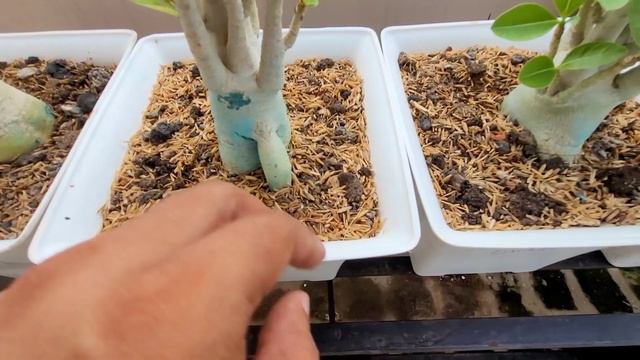 यह चीज़ Adenium की जड़ो मे मिला दो / पौधो मे होगी गज़ब ग्रोथ / कीड़ा नही लगेगा / Adenium soil explained смотреть онлайн