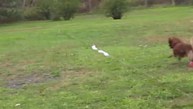 Lure Coursing with Wylde Pups смотреть онлайн