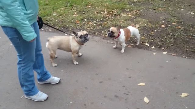 Тестируем новый ошейник для французского бульдога Вареньки. смотреть онлайн