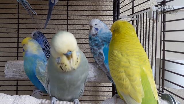 budgie sounds смотреть онлайн