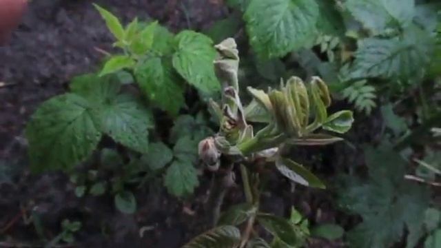 Орех после заморозка. Если подмерзли саженцы. смотреть онлайн