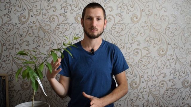 НЕ ЛОХ! КАК КУПИТЬ ЦИТРУСЫ В ИНТЕРНЕТЕ БЕЗ ОБМАНА. В помощь начинающему цитрусоводу. Часть 2 смотреть онлайн