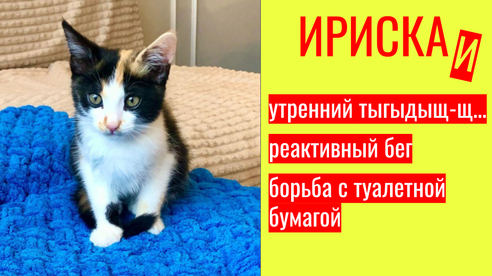 Котёнок Ириска устроила утренний тыгыдыщ! смотреть онлайн