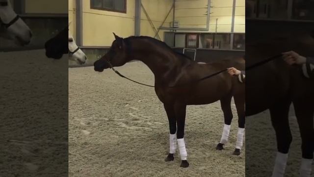 Знакомство арабских лошадей. смотреть онлайн